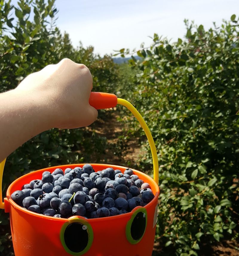 Blueberry Meadows — Corvallis, Oregon Blueberry Meadows — Corvallis, Oregon