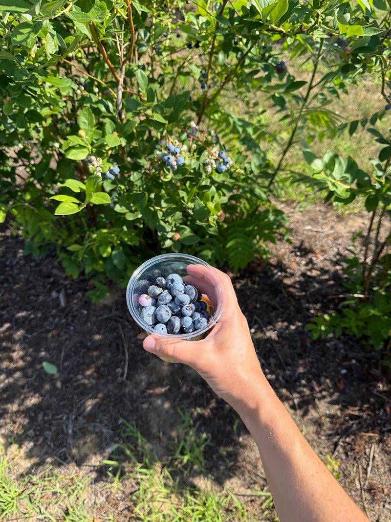 Blueberry Picking and the Farm Experience That Sets This Place Apart Blueberry Picking and the Farm Experience That Sets This Place Apart