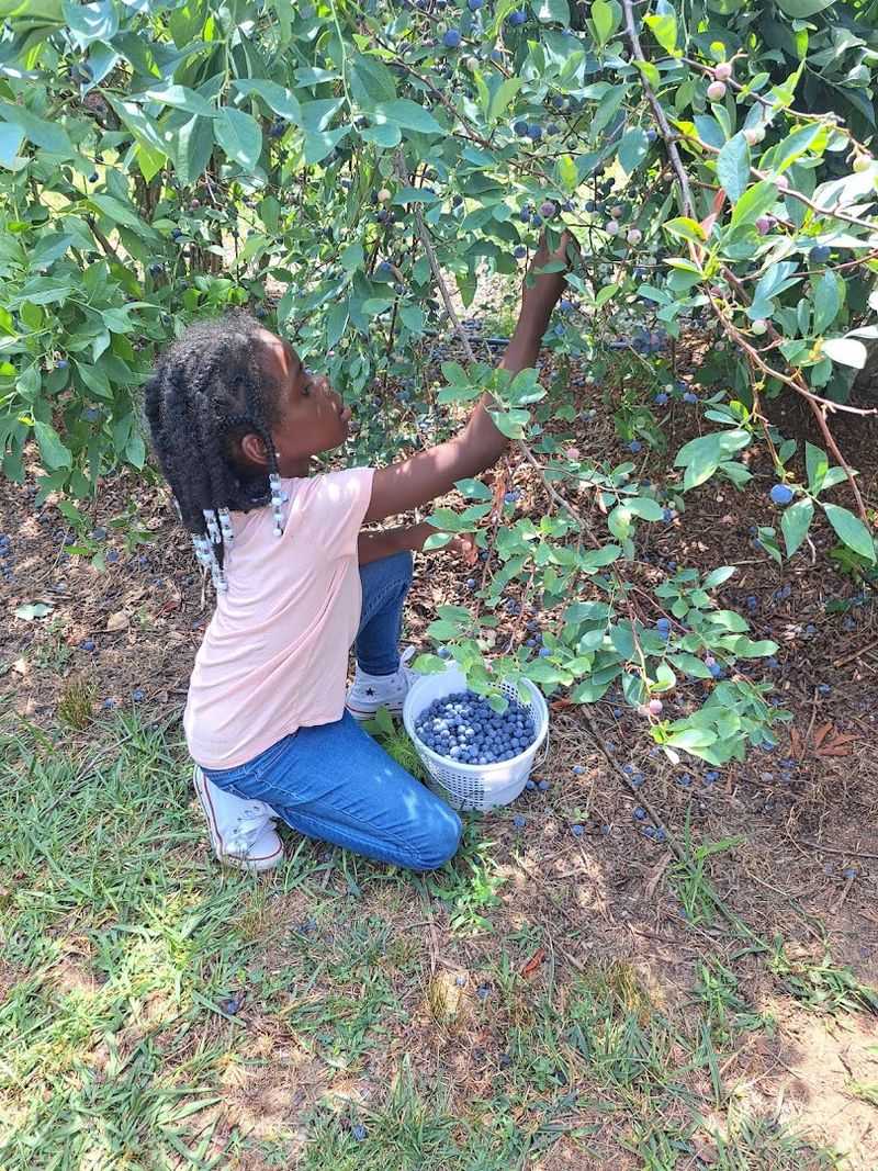 Blueberry Thrill Farm — Gibsonville, North Carolina Blueberry Thrill Farm — Gibsonville, North Carolina