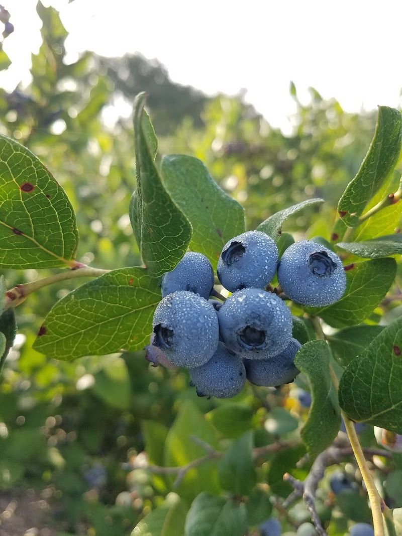 Blueberry Varieties Across the Rows Blueberry Varieties Across the Rows