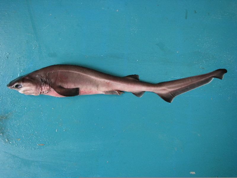 Bluntnose Sixgill Shark (Hexanchus griseus) Bluntnose Sixgill Shark (Hexanchus griseus)