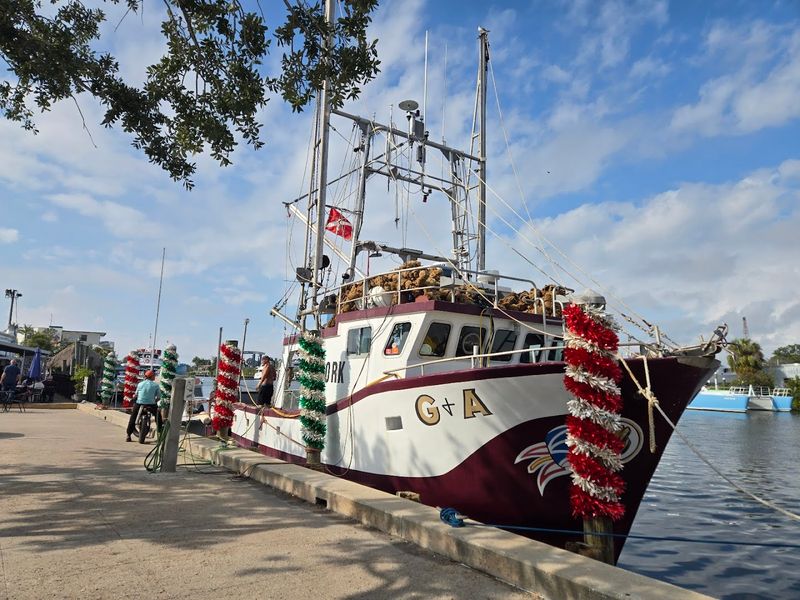 Boat Tours and Dolphin Spotting