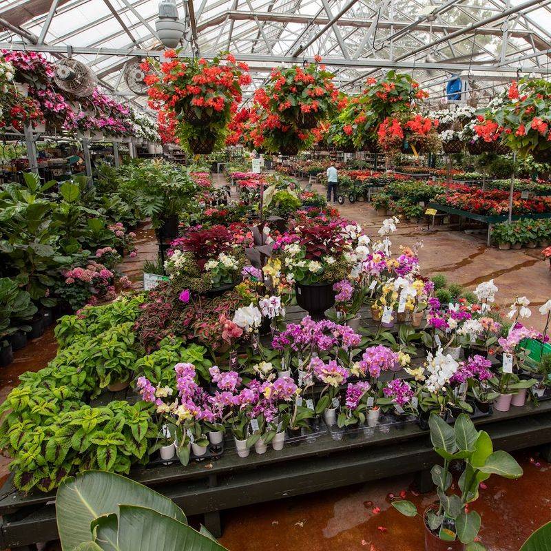 Bonsai Trees and Orchid Collections