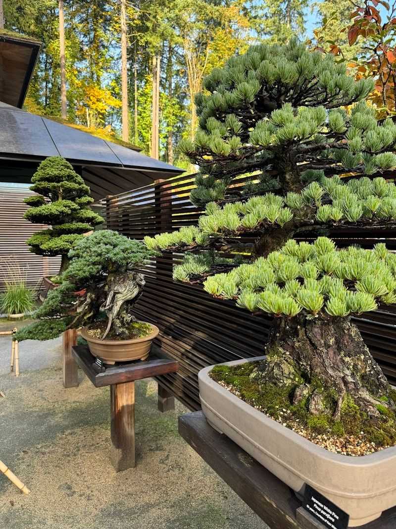 Bonsai Trees and the Patience They Represent