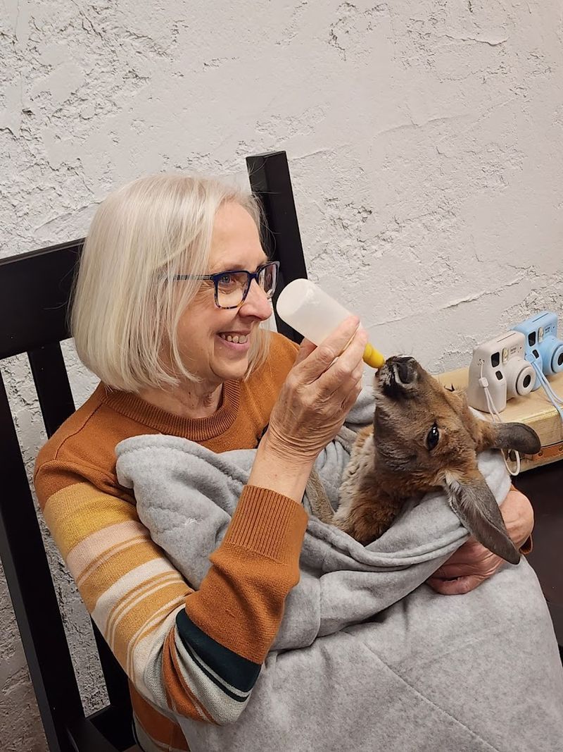 Bottle Feeding Baby Kangaroos Bottle Feeding Baby Kangaroos