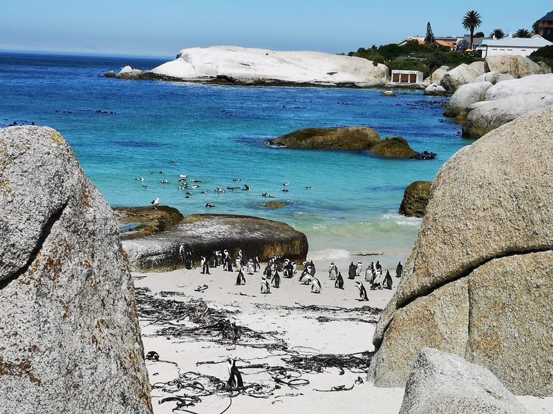 Boulders Beach, Simon's Town, South Africa