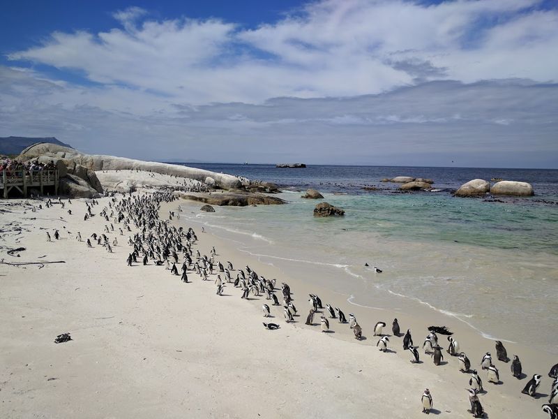 Boulders Beach, Simon's Town, South Africa Boulders Beach, Simon's Town, South Africa