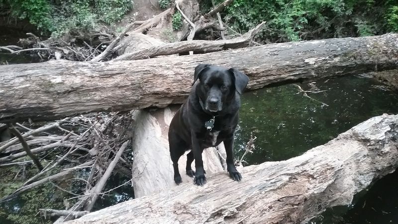 Bringing Dogs and Kids Along