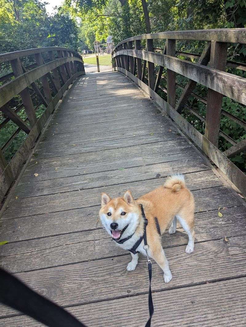 Bringing Your Dog Along for the Walk