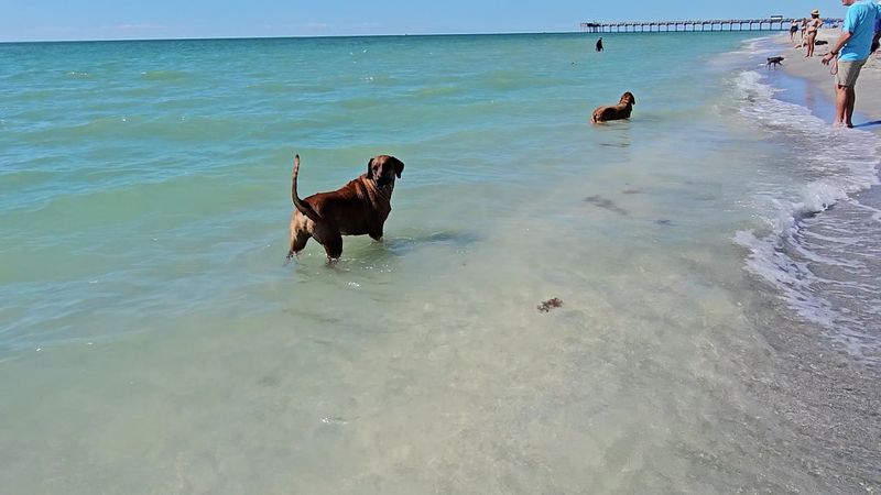 Brohard Paw Park, Venice