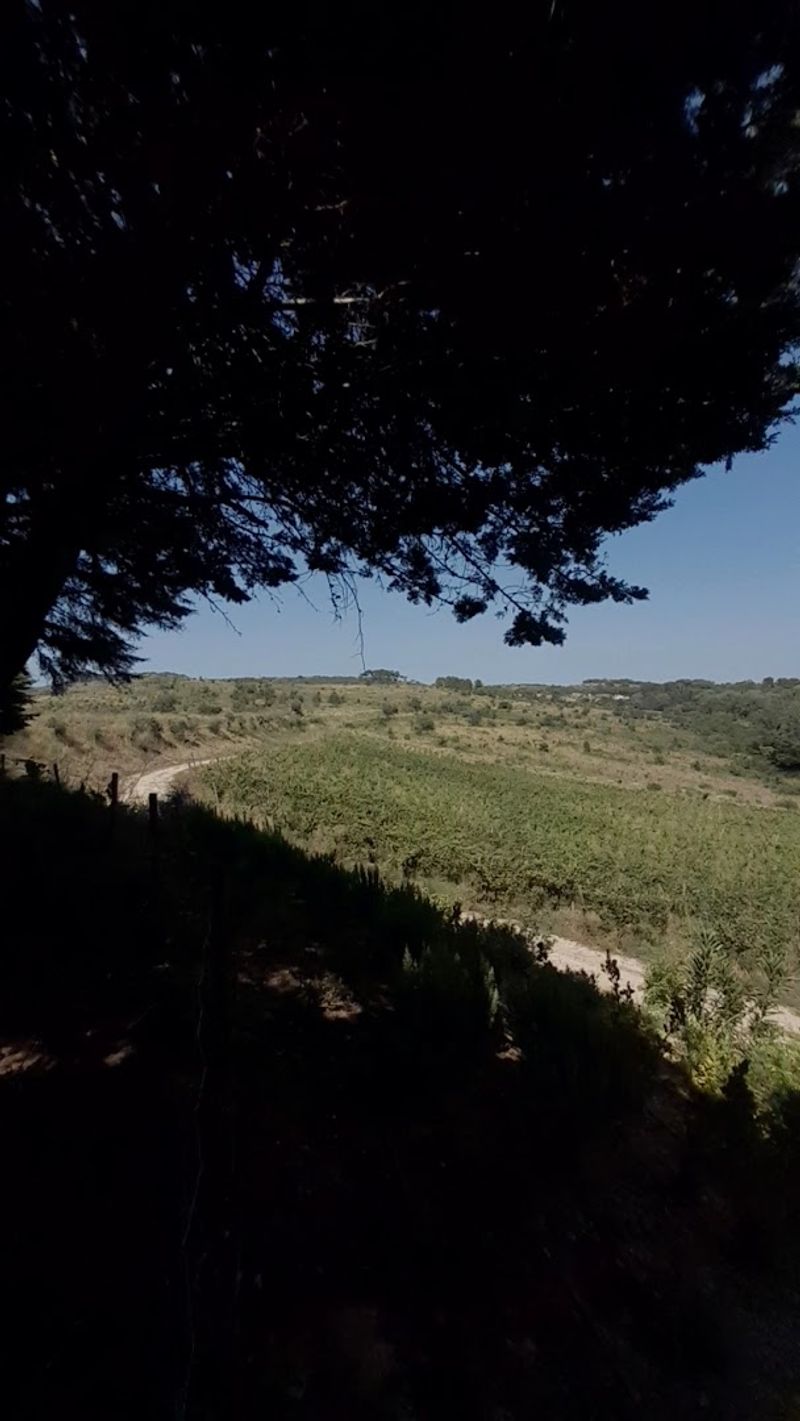 Bucelas – Lisbon's Forgotten Wine Region