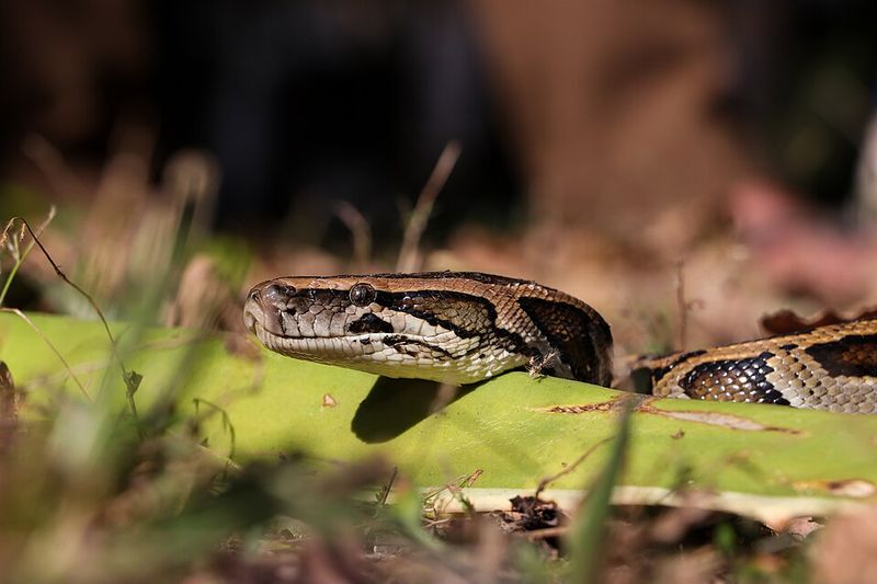 Burmese Pythons Burmese Pythons