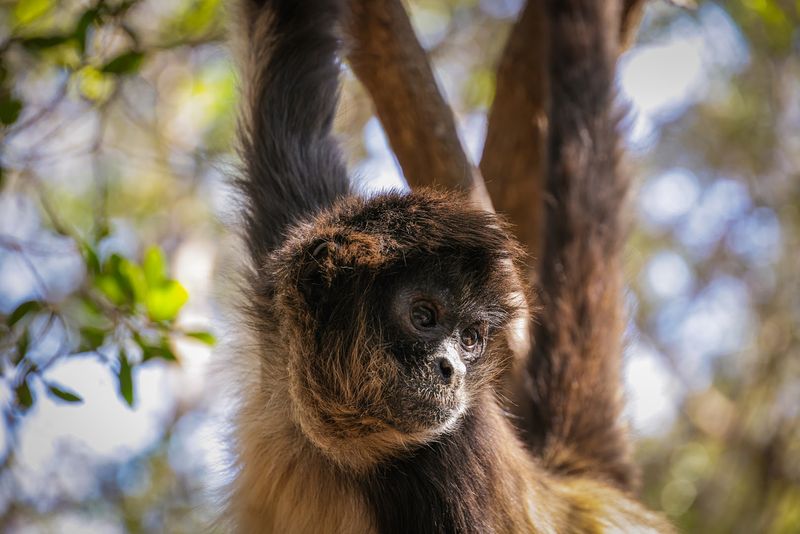 Bushbabies Monkey Sanctuary, Hartbeespoort, South Africa