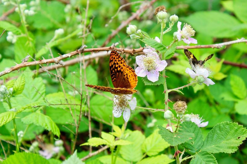 Butterflies, Black Bears, and the Wildlife You Might Not Expect Butterflies, Black Bears, and the Wildlife You Might Not Expect