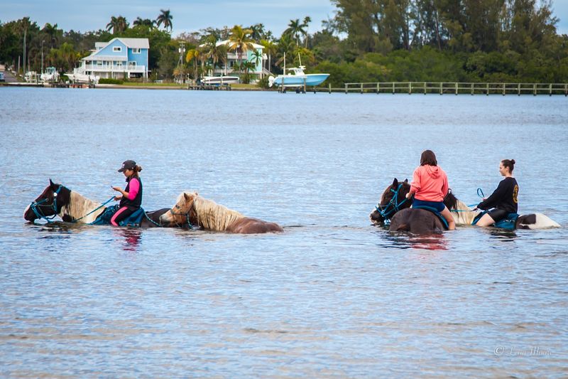 C Ponies Beach Horseback Riding – Bradenton Beach