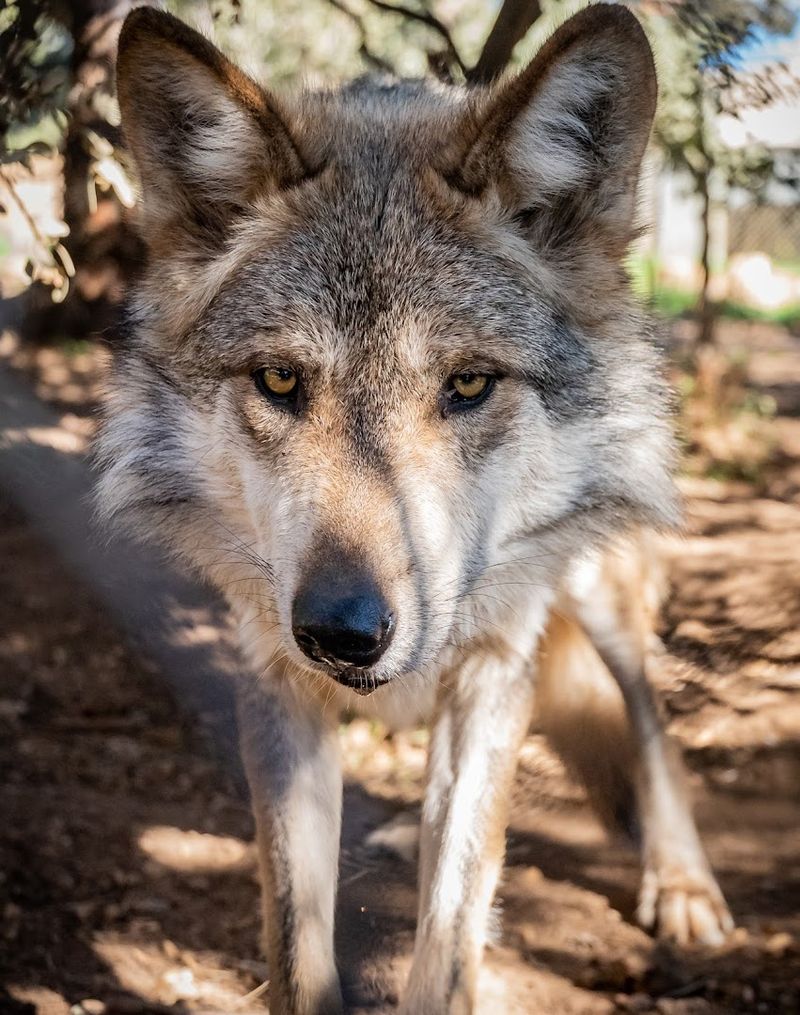 California Wolf Center - Julian, California