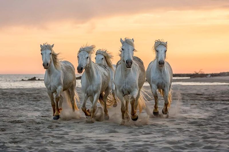 Camargue Coast, Occitanie Camargue Coast, Occitanie