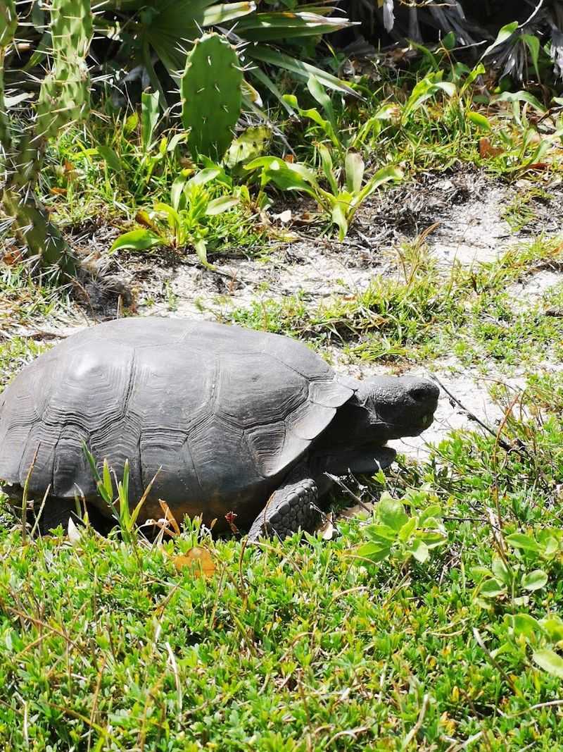 Canaveral National Seashore, Florida Canaveral National Seashore, Florida