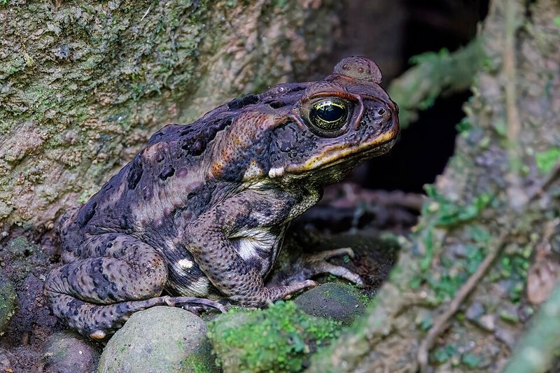 Cane Toads Cane Toads