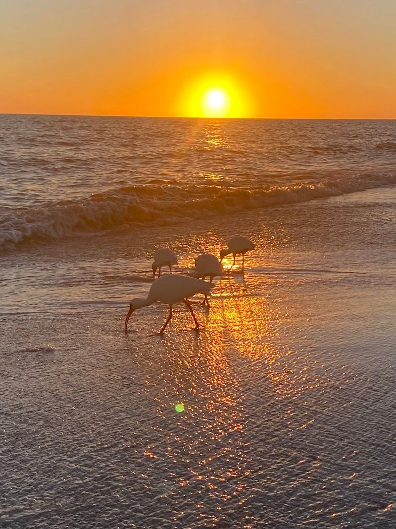 Captiva Island