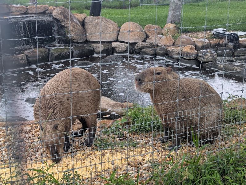 Capybara Meet and Greet: The Ultimate Florida Flex Capybara Meet and Greet: The Ultimate Florida Flex