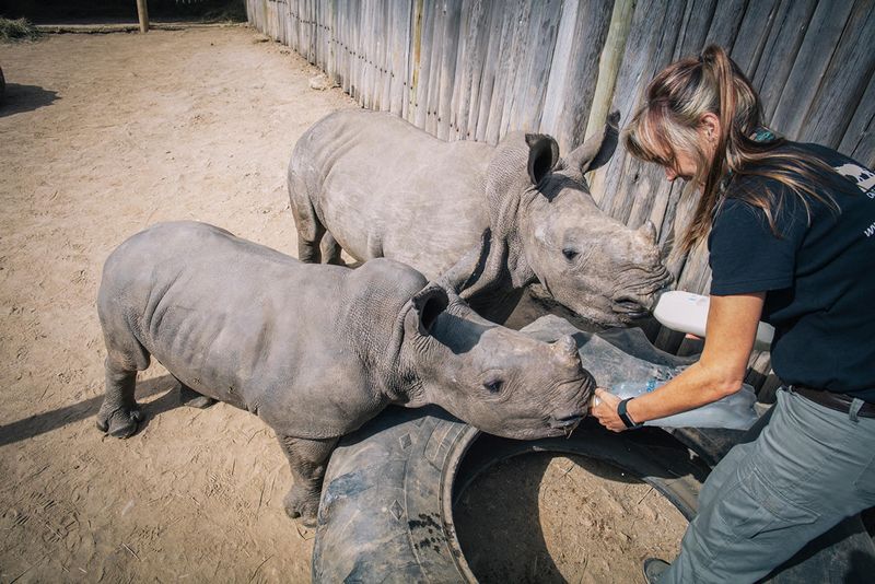 Care For Wild Rhino Sanctuary, Mpumalanga, South Africa