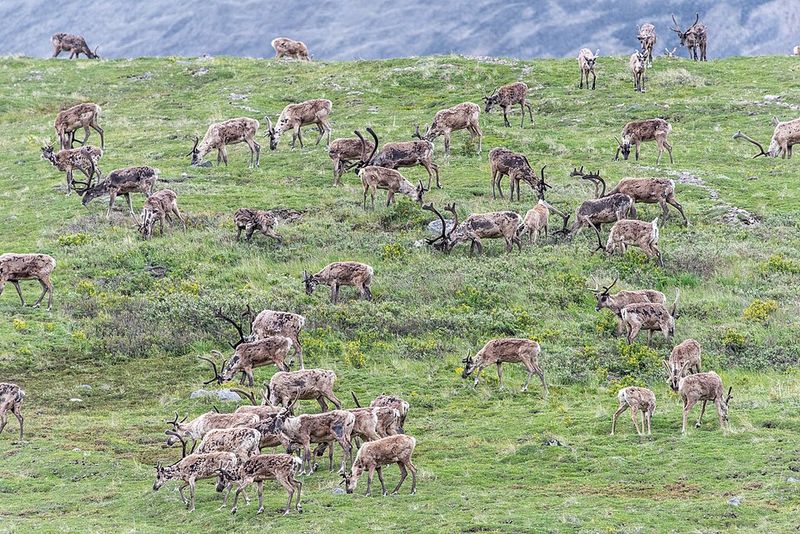 Caribou Migration, Arctic Canada and Alaska