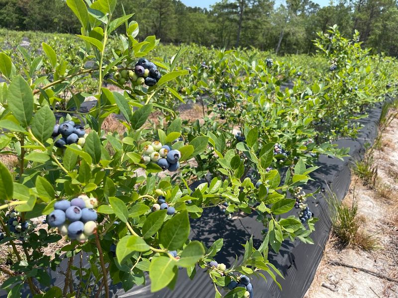 Carol Sue Blueberry Farm — Coastal North Carolina Carol Sue Blueberry Farm — Coastal North Carolina