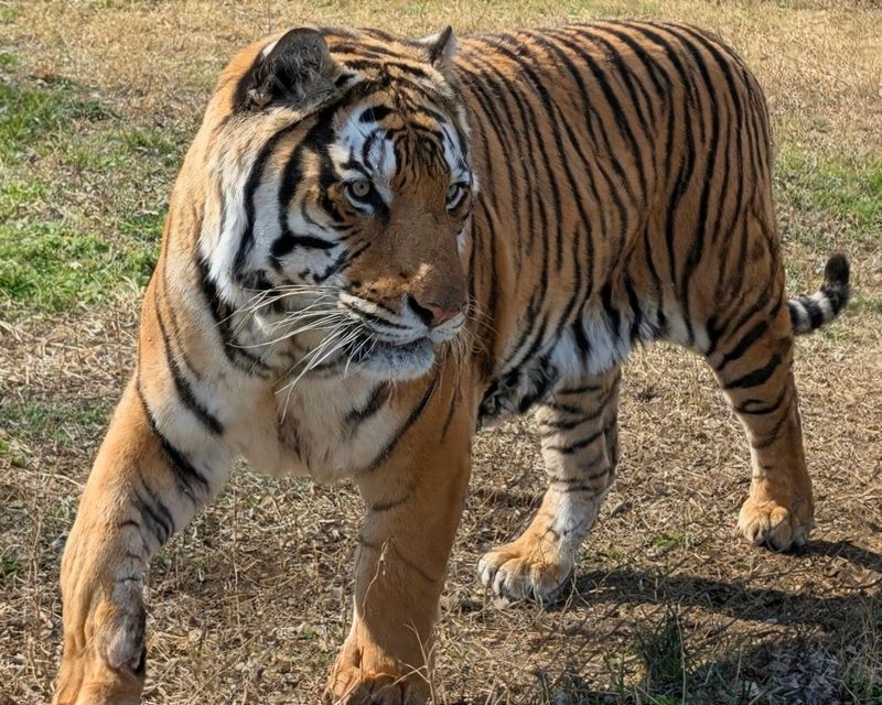 Carolina Tiger Rescue - Pittsboro, North Carolina