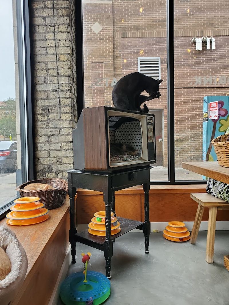 Cat Café Etiquette Worth Knowing Before You Go Cat Café Etiquette Worth Knowing Before You Go
