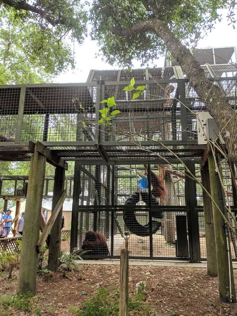 Center for Great Apes - Wauchula, Florida