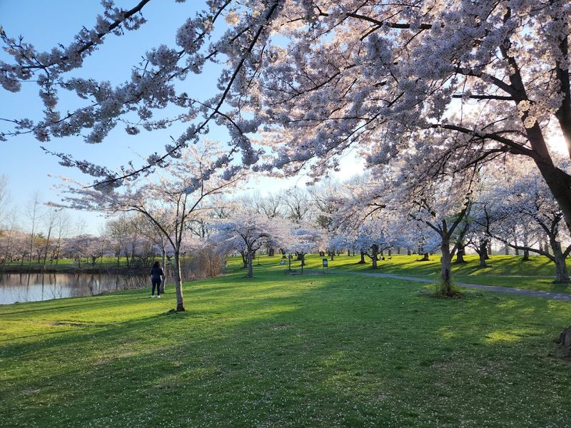Cherry Blossoms That Stop People in Their Tracks