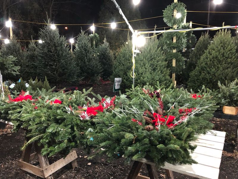 Christmas Trees and Holiday Gifts That Keep Giving