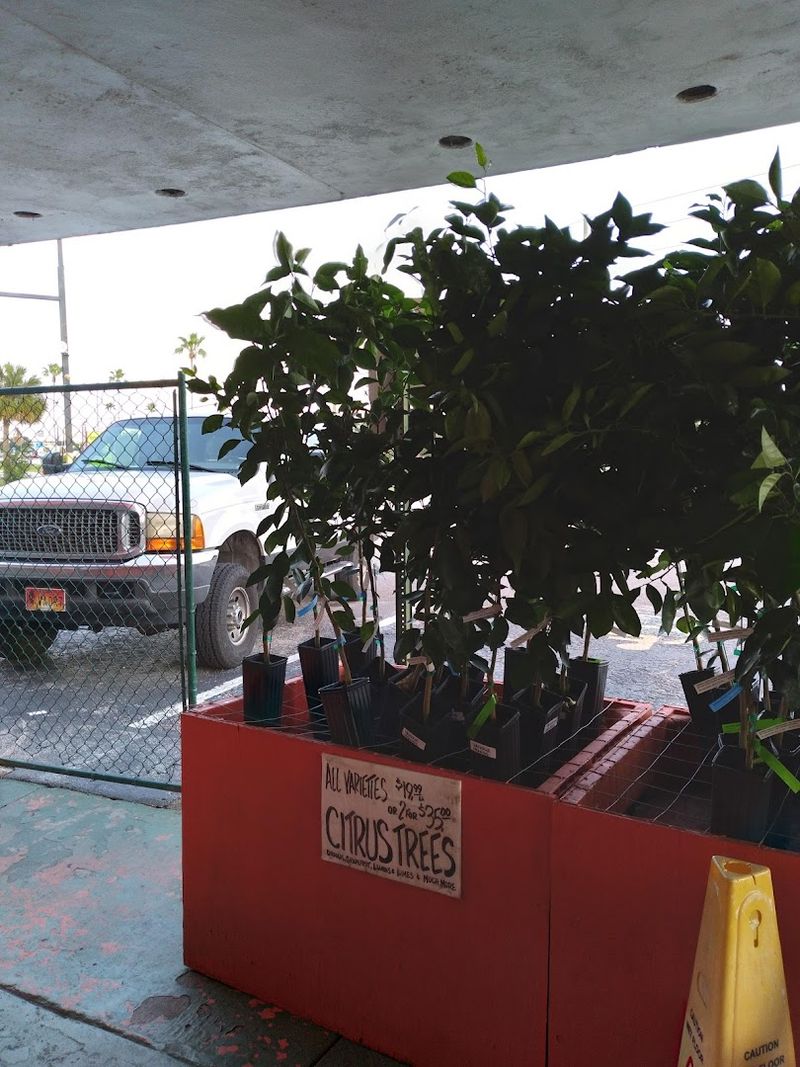 Citrus Trees and Plants for Sale Citrus Trees and Plants for Sale