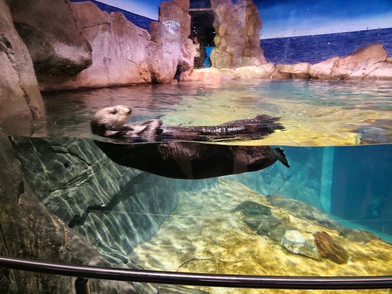 Cold Water Quest: Belugas, Penguins, and Sea Otters Cold Water Quest: Belugas, Penguins, and Sea Otters