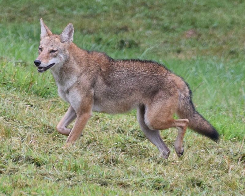 Coyotes Coyotes