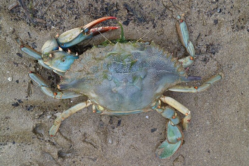 Crabbing Season and Why Locals Live for It