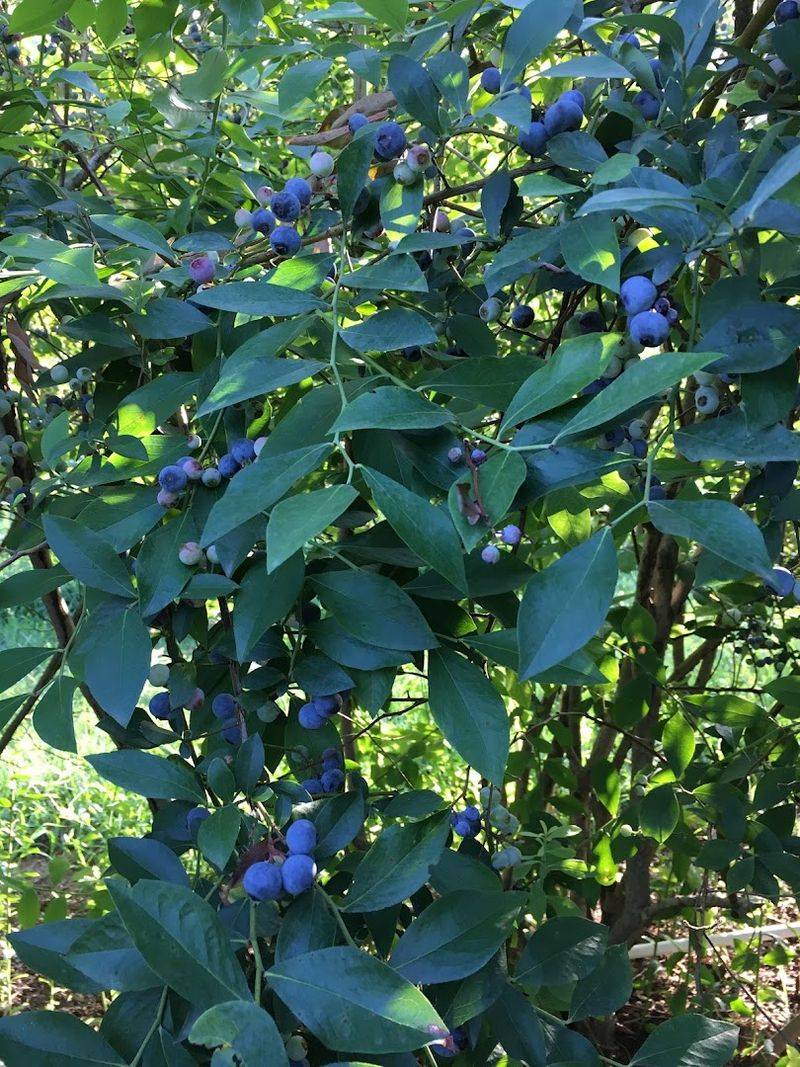 Creekside Berry Farm — Red Oak, Oklahoma Creekside Berry Farm — Red Oak, Oklahoma
