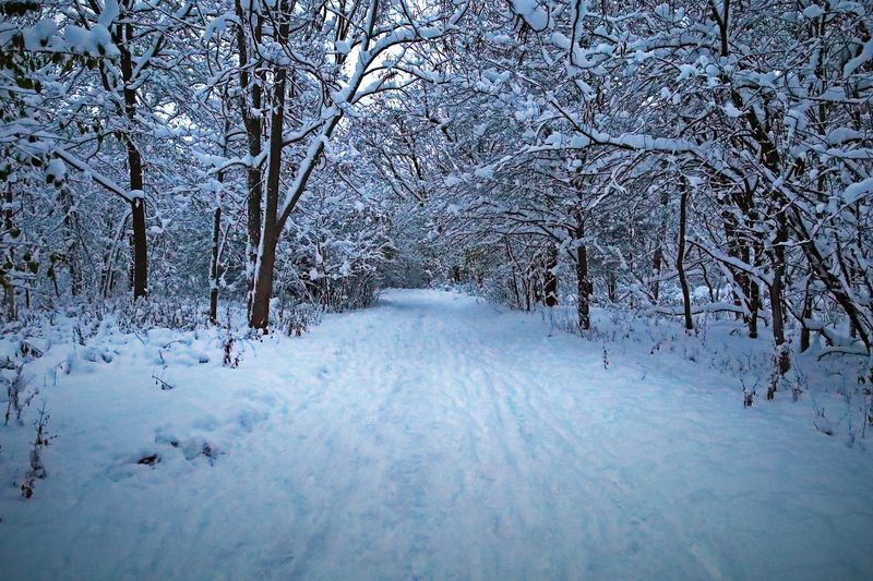Cross-Country Skiing Through the Wetlands in Winter