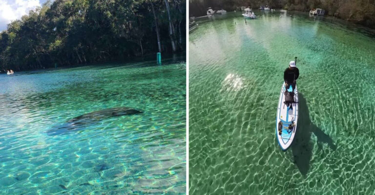 Crystal Waters and Forest Views Make This Florida Spring Worth the Trip