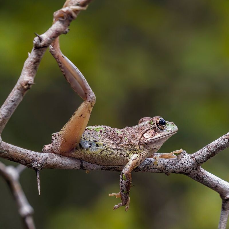 Cuban Tree Frogs Cuban Tree Frogs