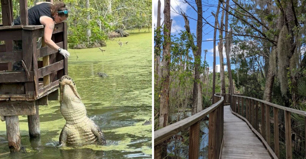 Dare to Walk Inside the World’s Largest Concrete Alligator in Florida