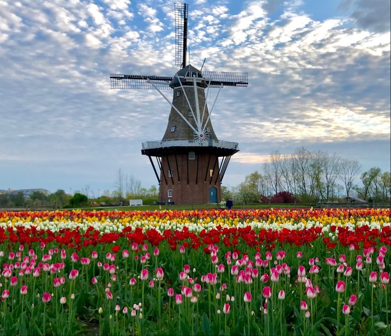 De Zwaan: The Only Authentic Operating Dutch Windmill in the United States
