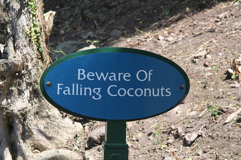 Death from Falling Coconuts