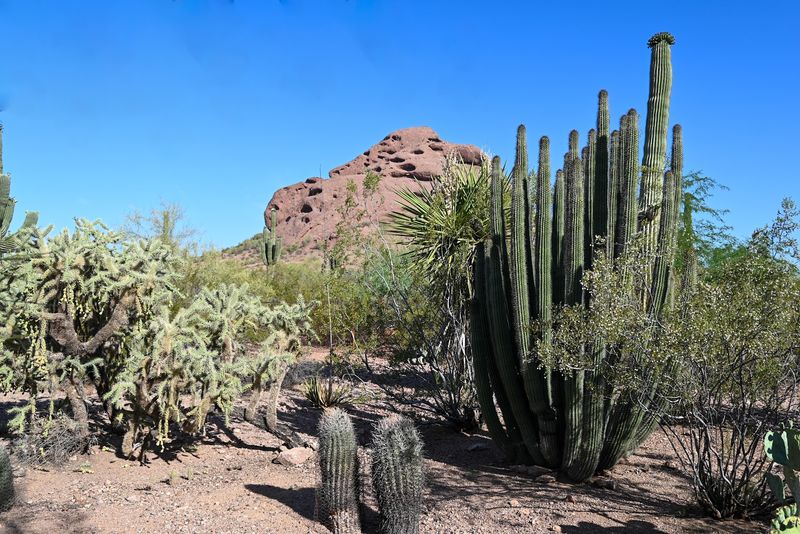 Desert Botanical Garden