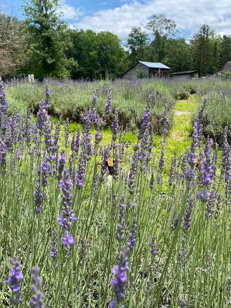 Different Lavender Varieties Worth Knowing About