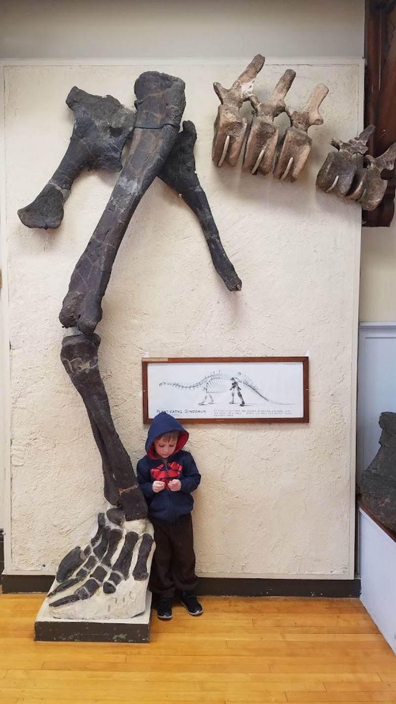 Dinosaur Fossils and Prehistoric Life on Display