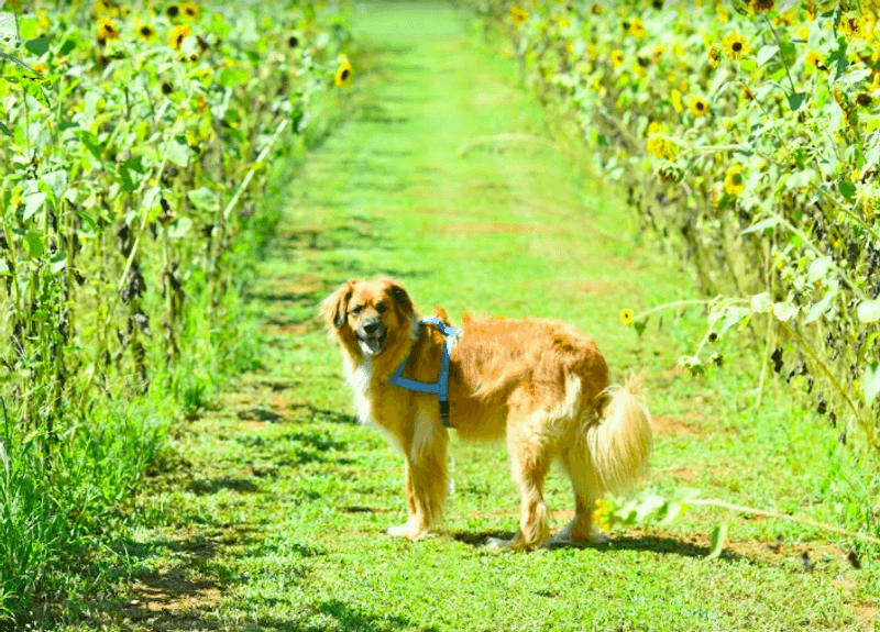 Dog Days and Other Seasonal Events Dog Days and Other Seasonal Events