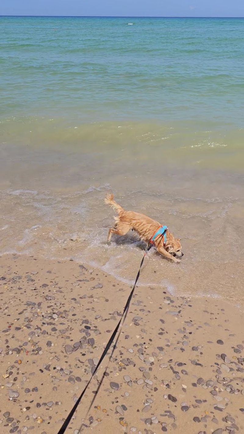 Dog-Friendly Policies and Family Practicalities