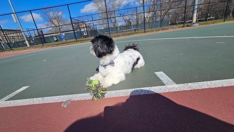 Dog-Friendly Spaces That Welcome Four-Legged Regulars Dog-Friendly Spaces That Welcome Four-Legged Regulars